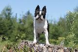 BOSTON TERRIER